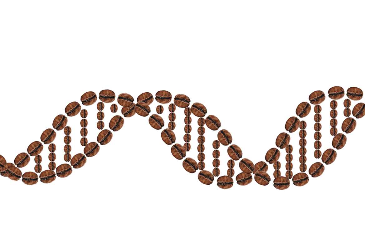 beans dna