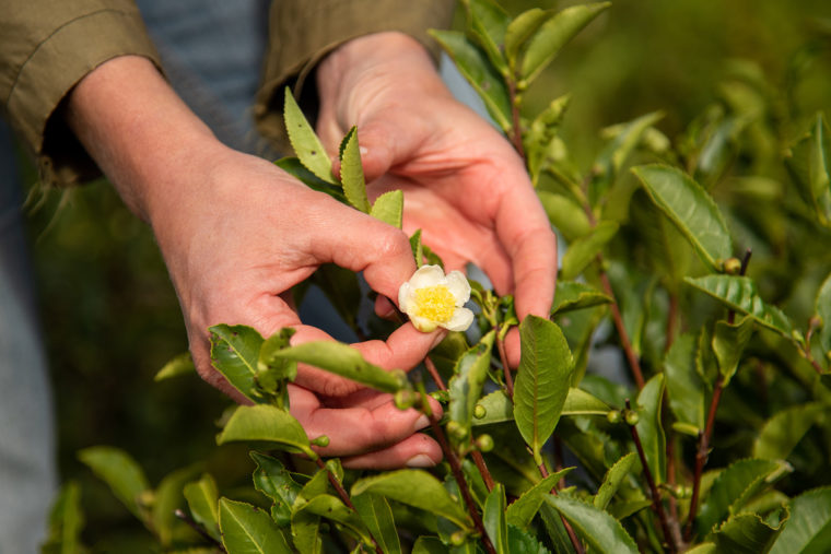 cha camelia adelchi ziller 07