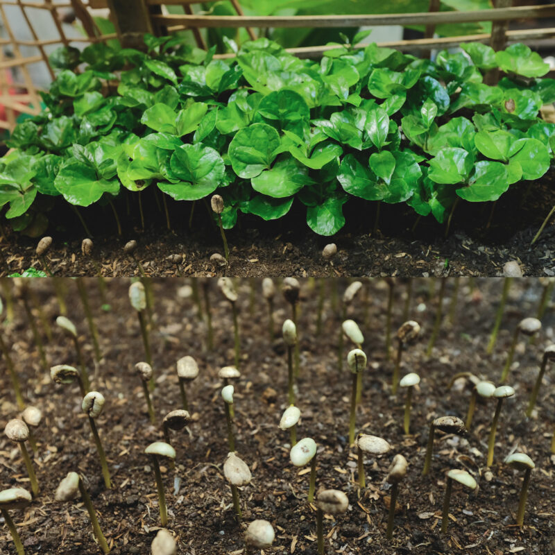 collage cotyledon and germination producer village tung nguyen