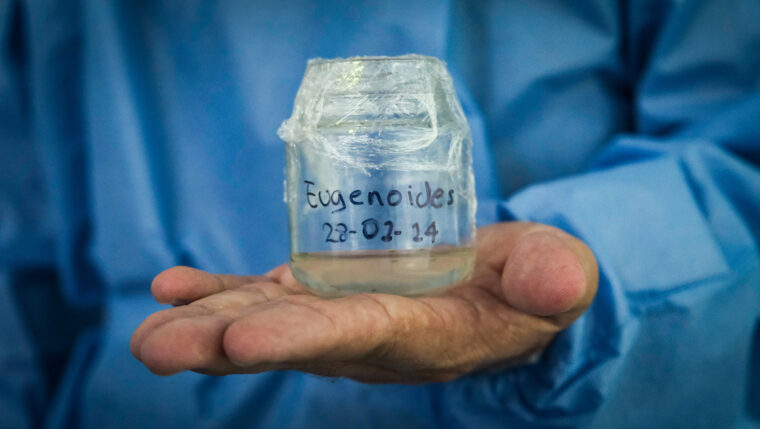 eugenioides in lab hachi project