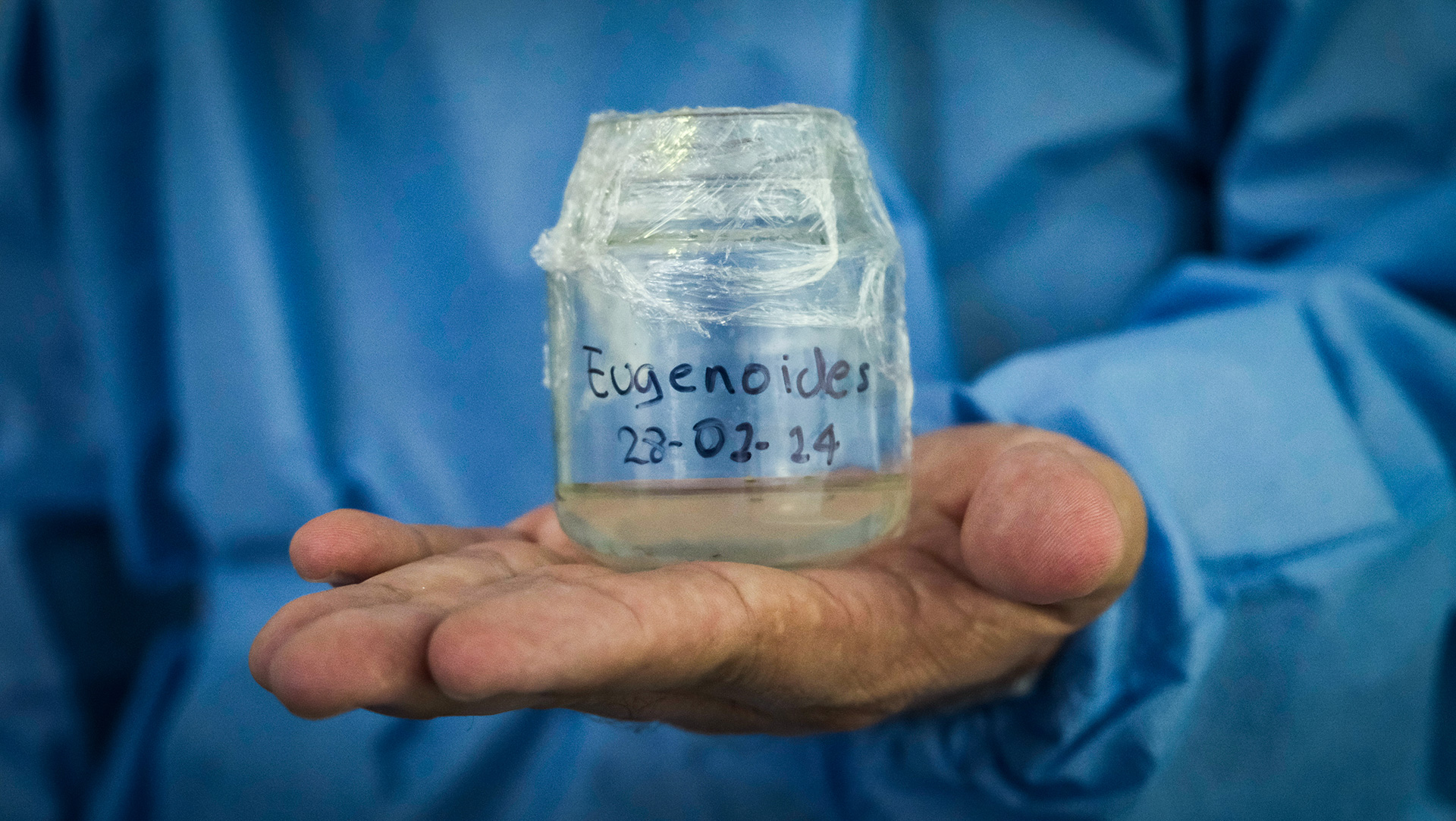 eugenioides in lab hachi project