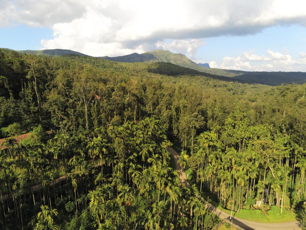 india coffee estates chik monk