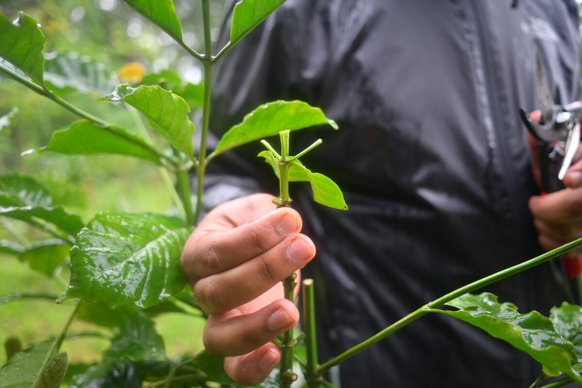 india coffee grafting sicc