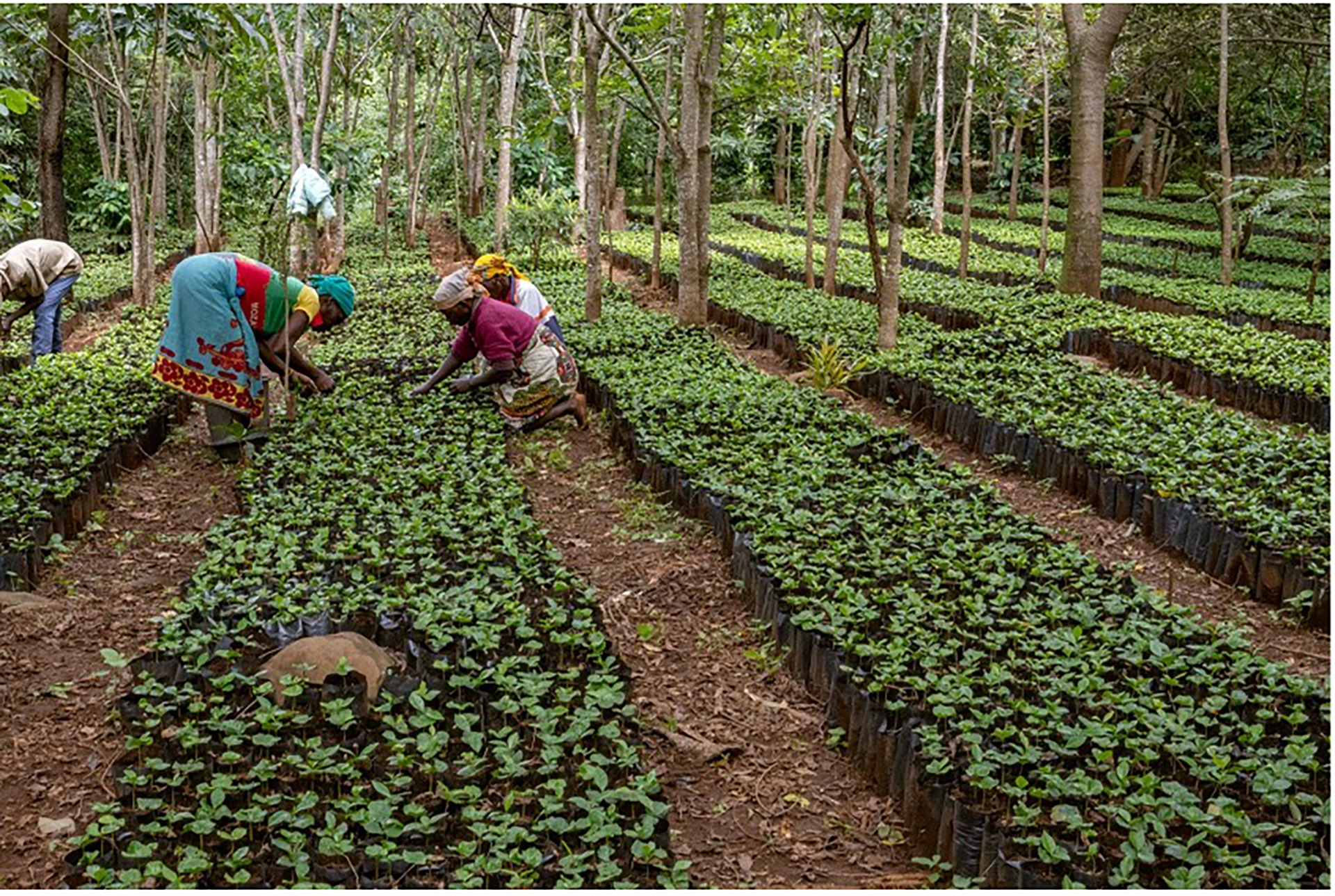 mozambique coffee nursery on mount gorongosa (by piotr naskrecki)