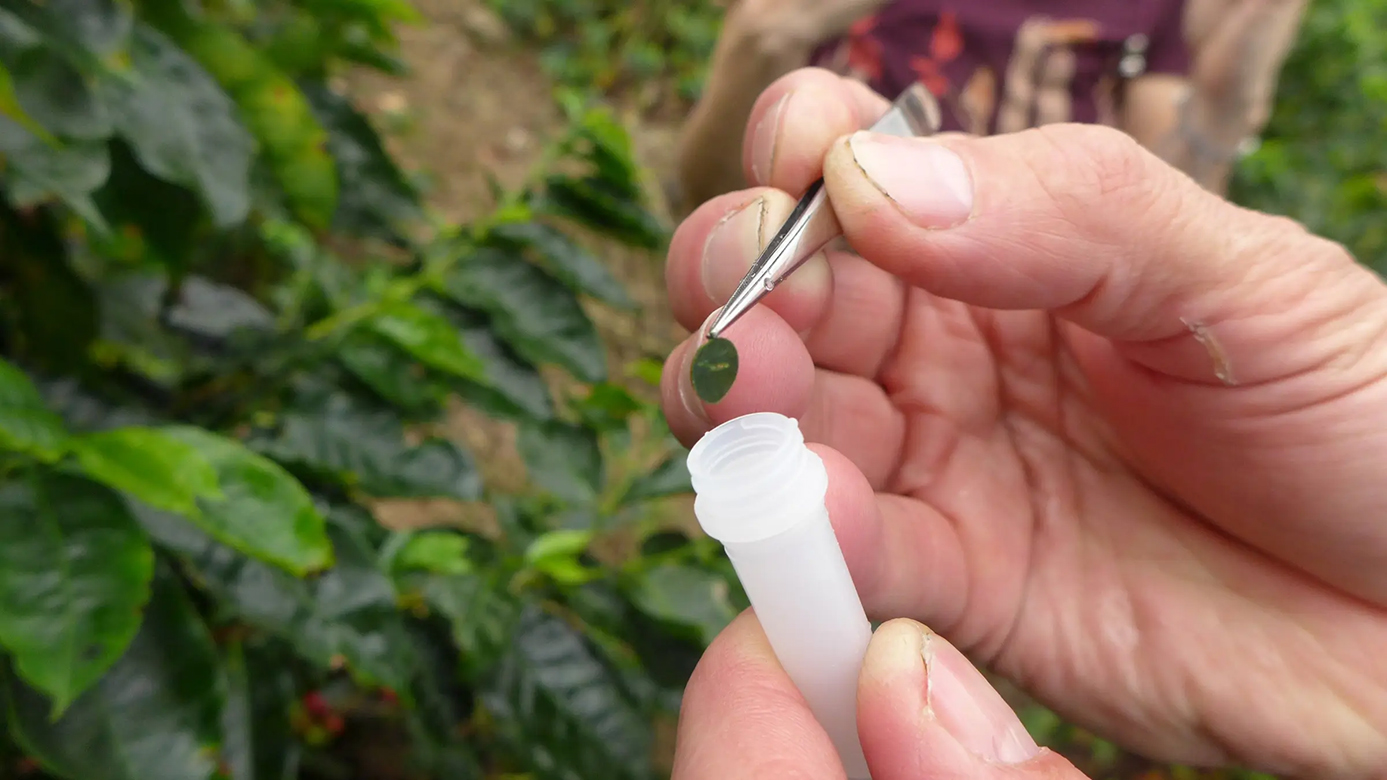 wcr arabica database