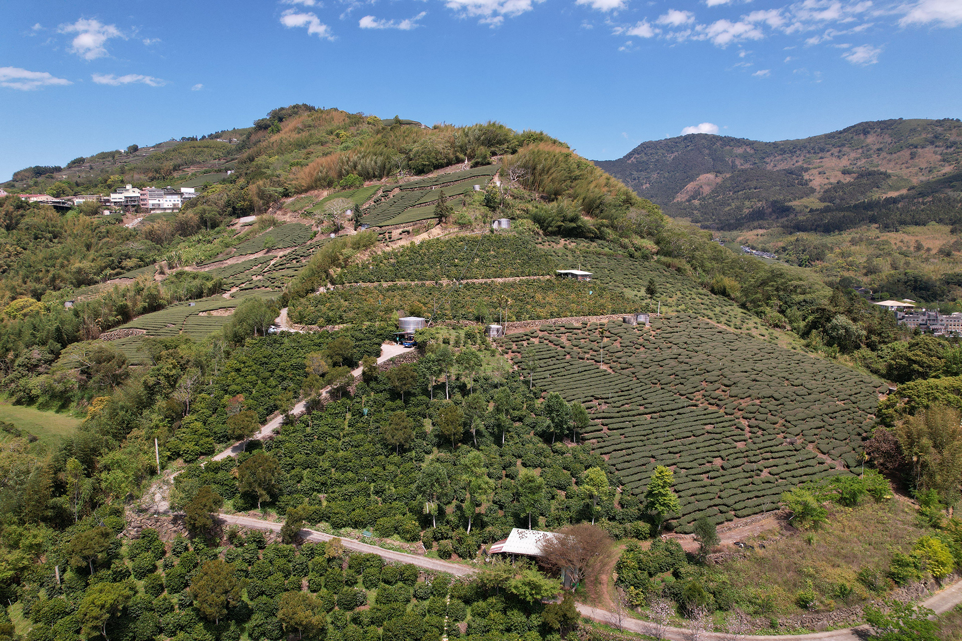 zou zhou yuan farm, in lalauya village of alishan taiwan coffee laboratory